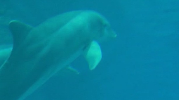 Remembering Winter the dolphin's effect on the community